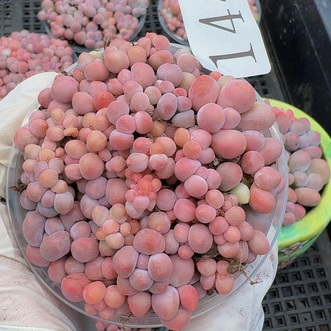 多肉植物多肉植物144