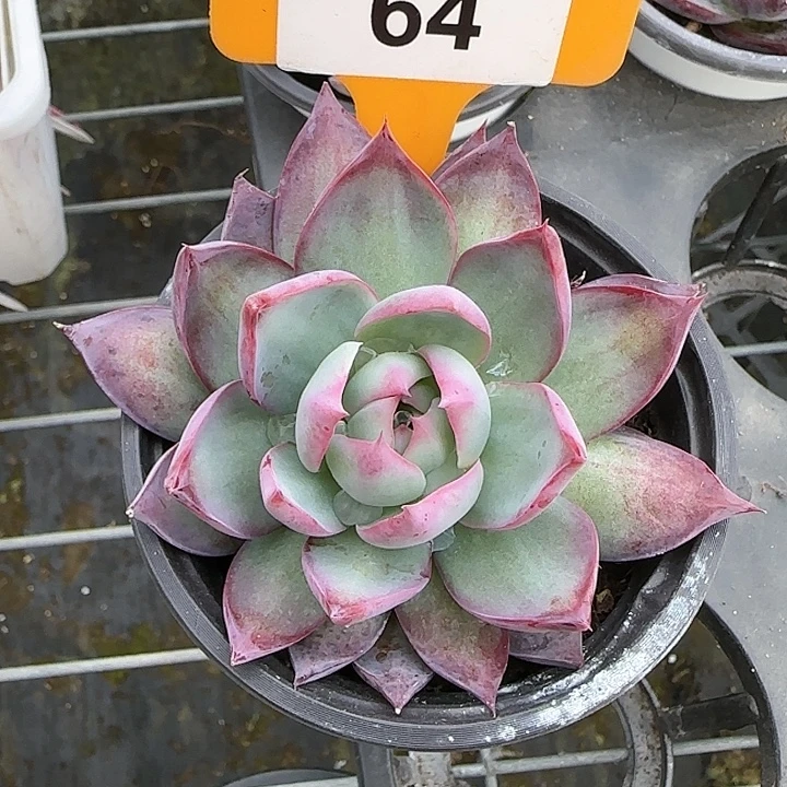 64 惊鸿仙子多肉植物6-9cm