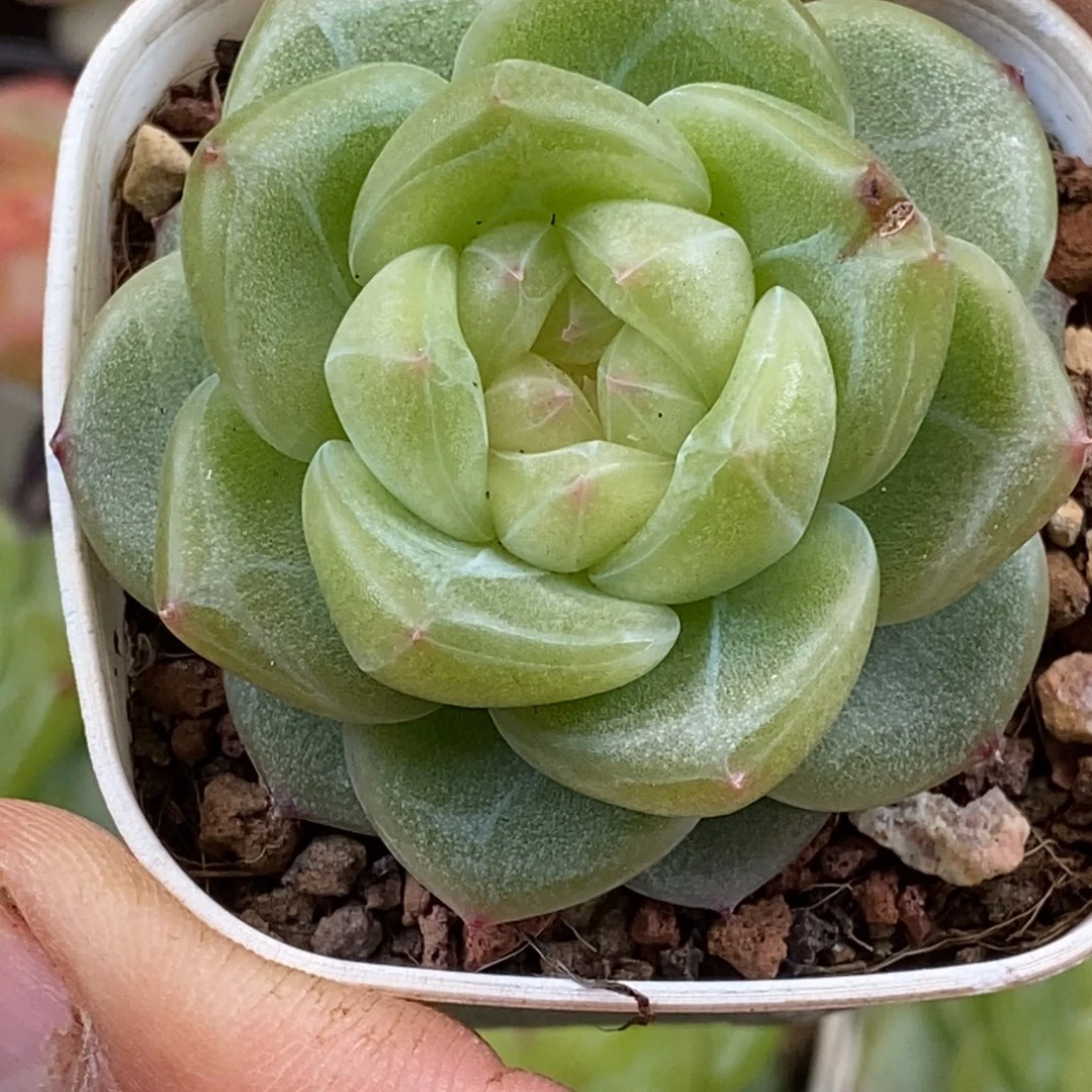 天官赐福百无禁忌