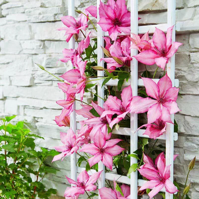 铁线莲 【吉赛尔】鲑鱼粉色 深受花友喜欢庭院阳台花卉