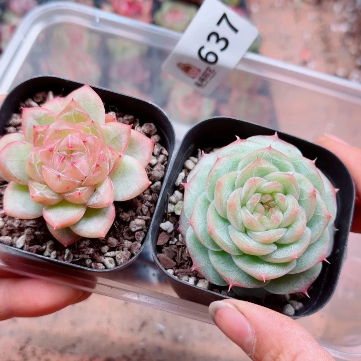 丝***飞多肉植物多肉植物