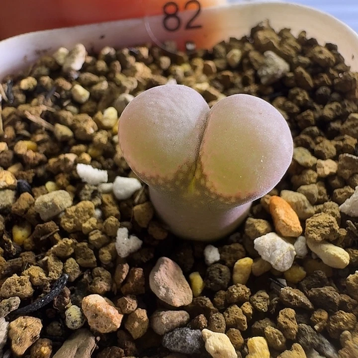 多肉....82......小.....