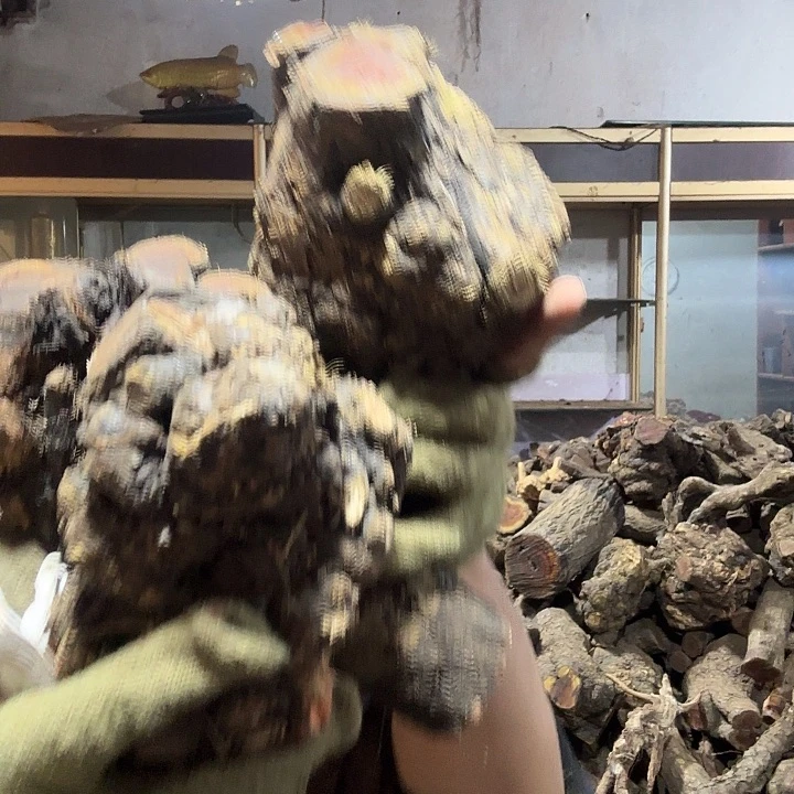 缘***妳火琉璃是一种具有特殊