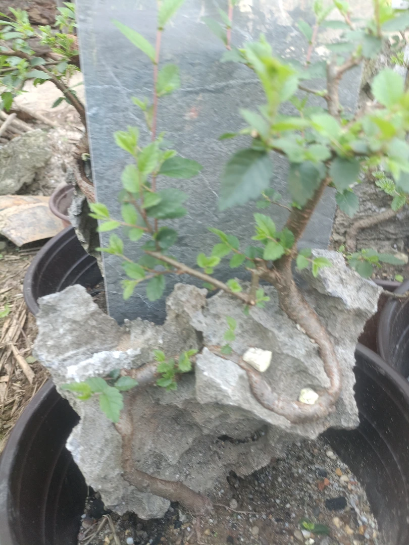 小叶榔榆黄荆石楠花青龙石附石盆栽