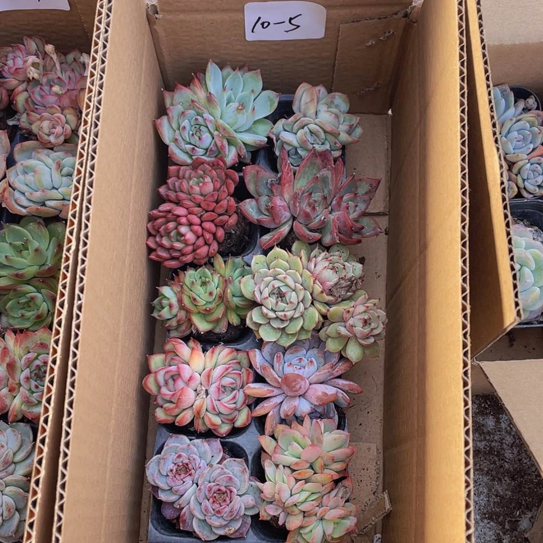 【闪购商品】10颗-5