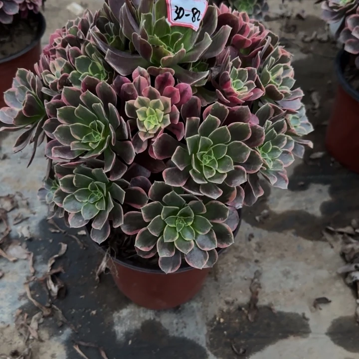 1-82金丝雀不包断肢