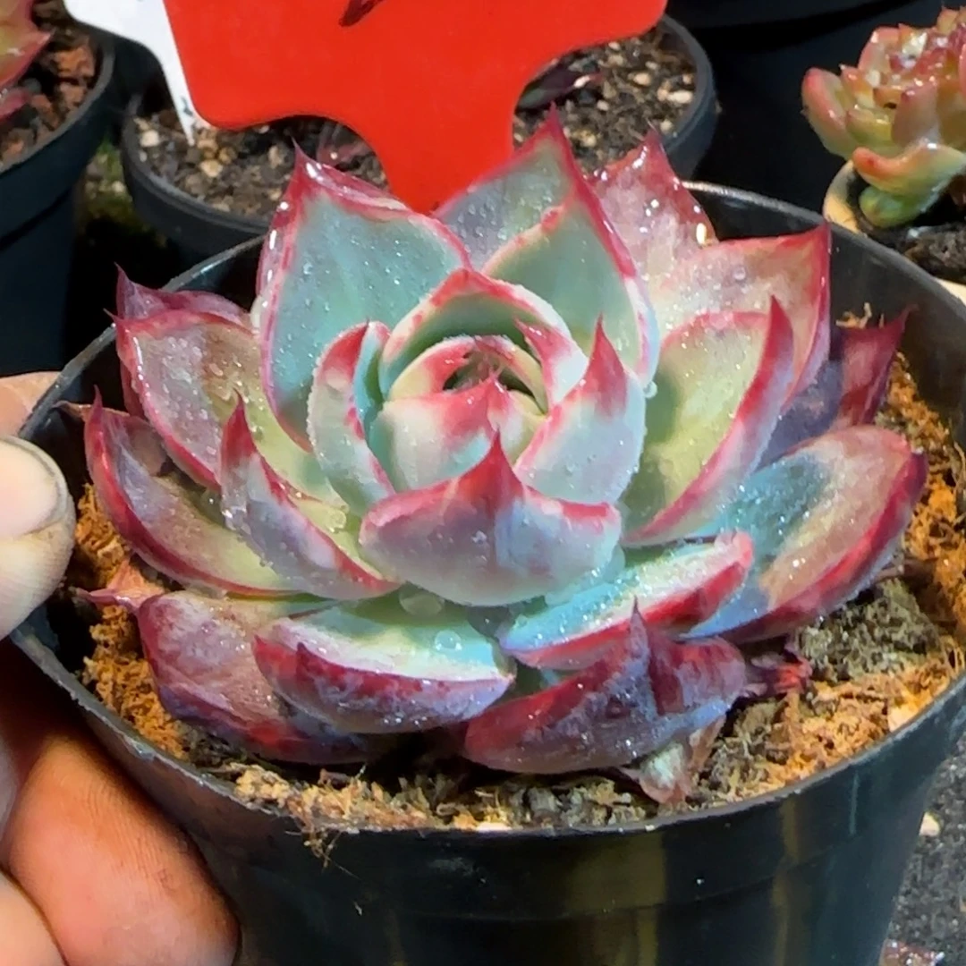 惊鸿一物一拍包装收缩花旱202