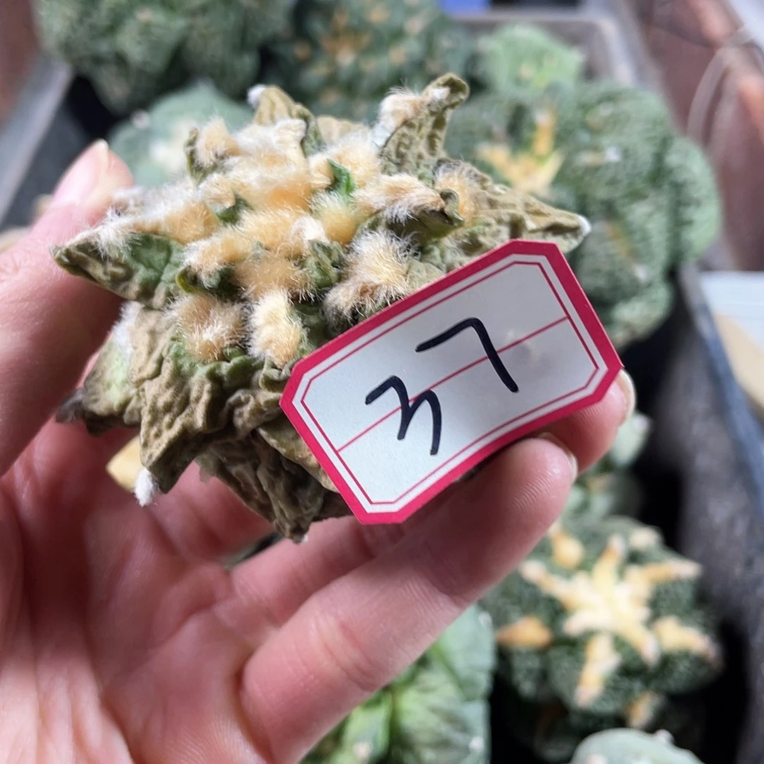 37号自根黄体酸菜牡丹