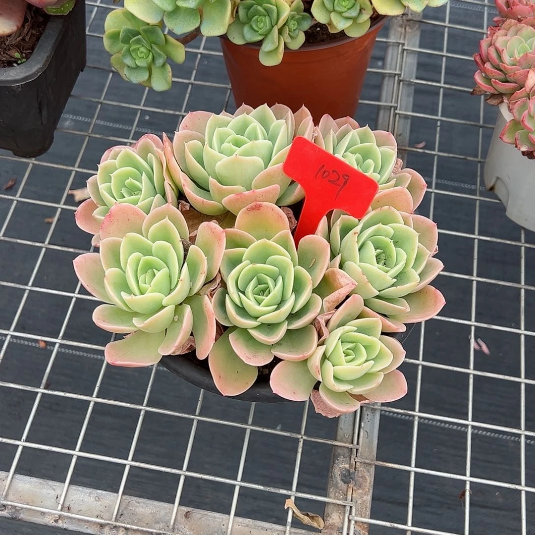 喻*1029新娜塔多肉植物