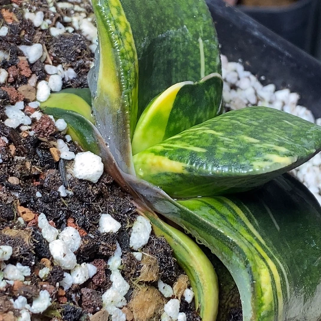 不带盆脱土裸根发货