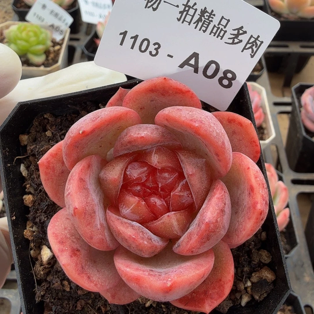 1103-A08单颗多肉珍妮