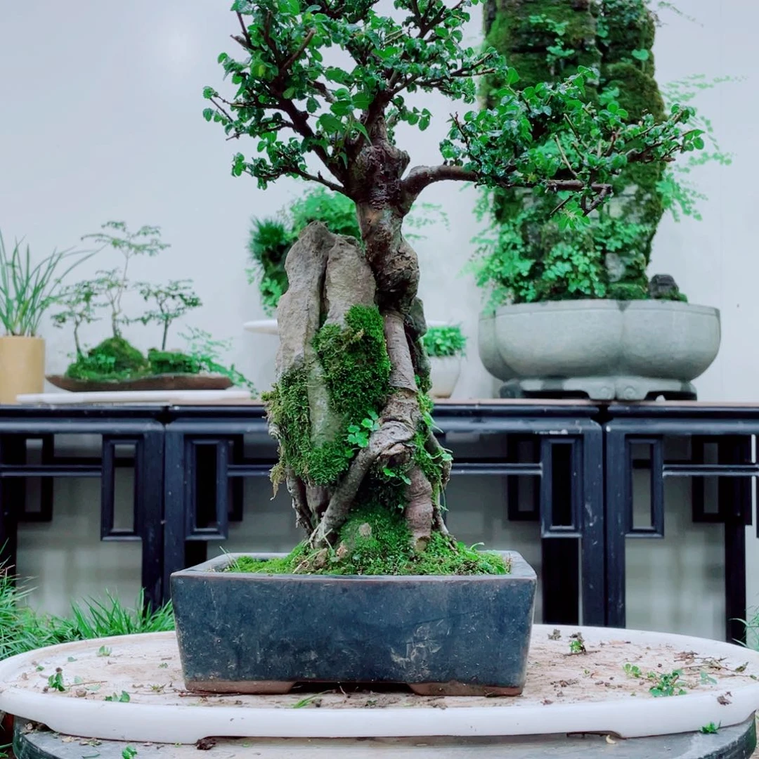 熙**吖铁线蕨铁线蕨是一种植物的
