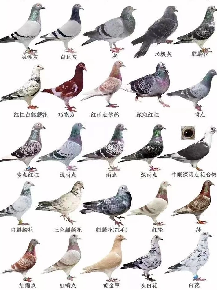 成绩鸽。公母仅供参考不做售后。生鲜鸽肉