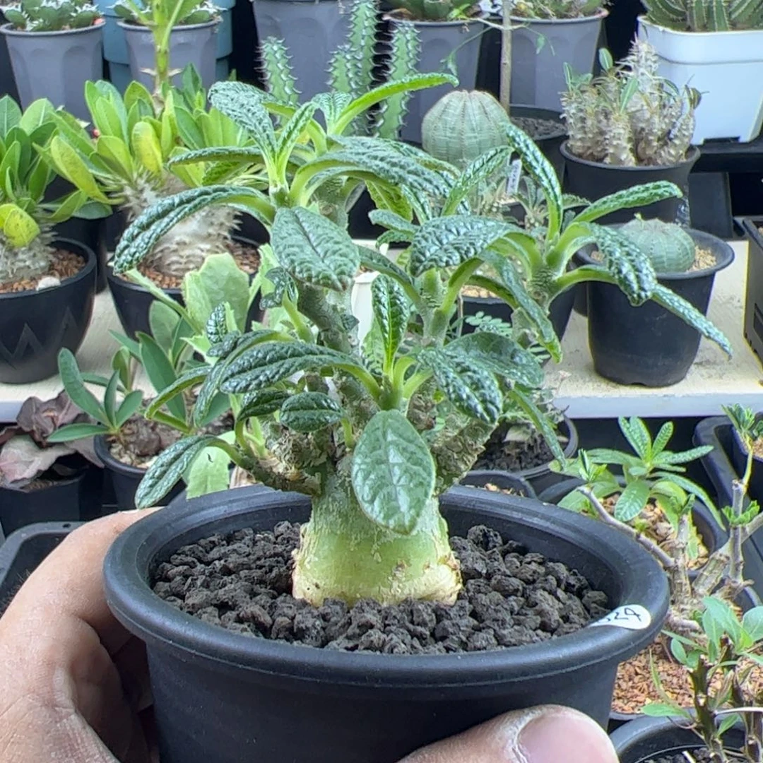 巨琉桑实生2.8一物一拍带盆发