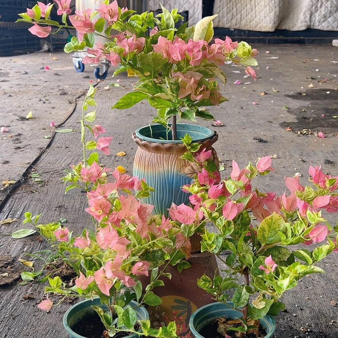 当前无花栽培后可以开花米罗掌中宝一棵