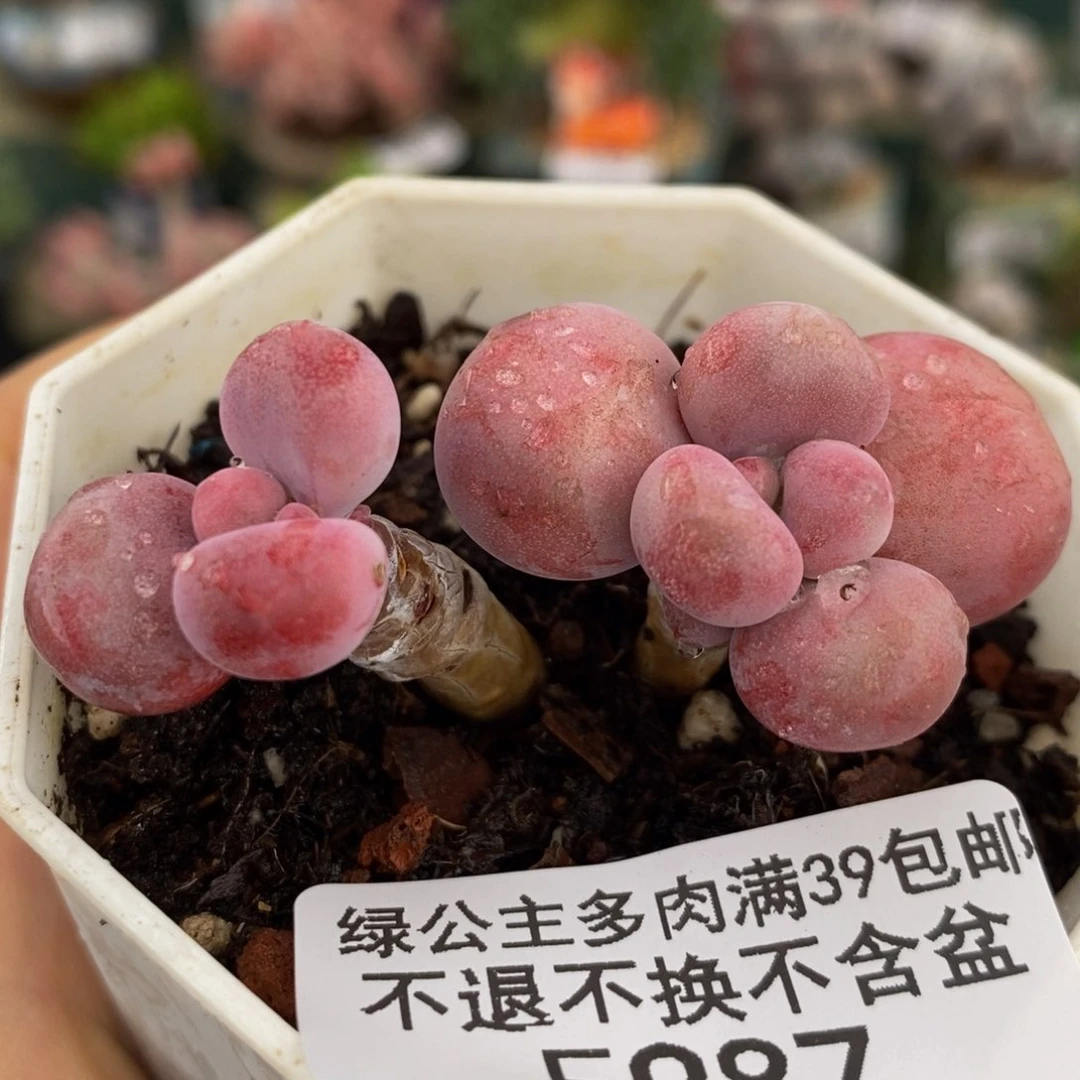 987 腰子5 厘米多肉