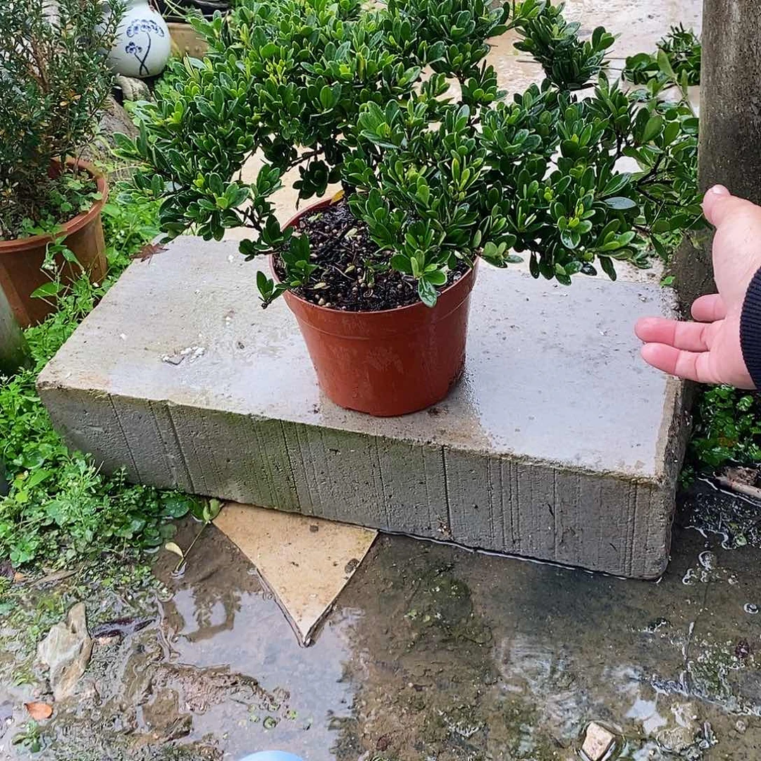无花朵金*栀子花