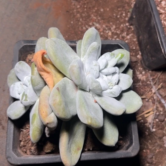 猴****?谢谢宝～一物一拍就7859