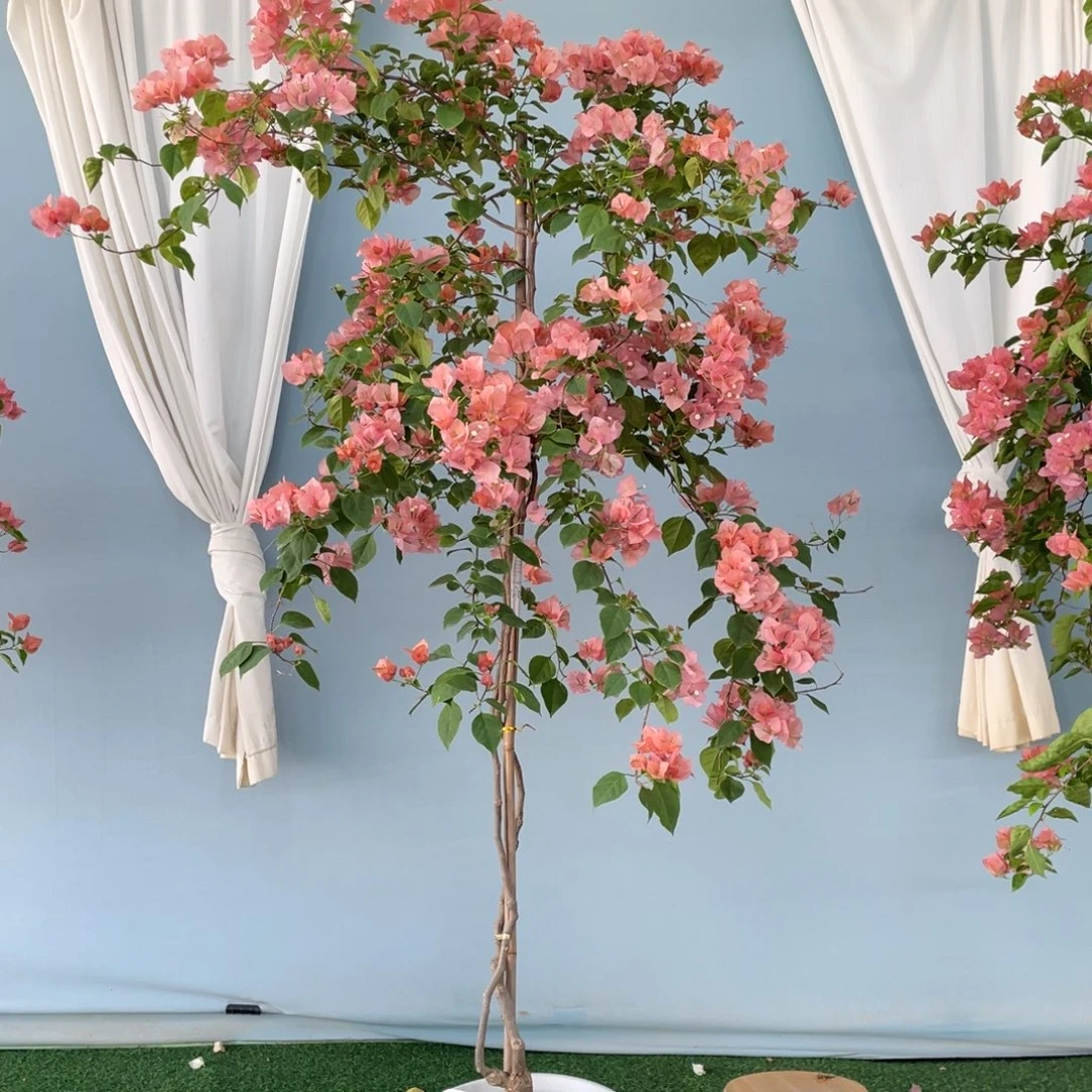 无花朵0270不甜掉花不售后