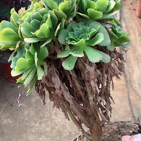 绿玫瑰多肉植物法师88