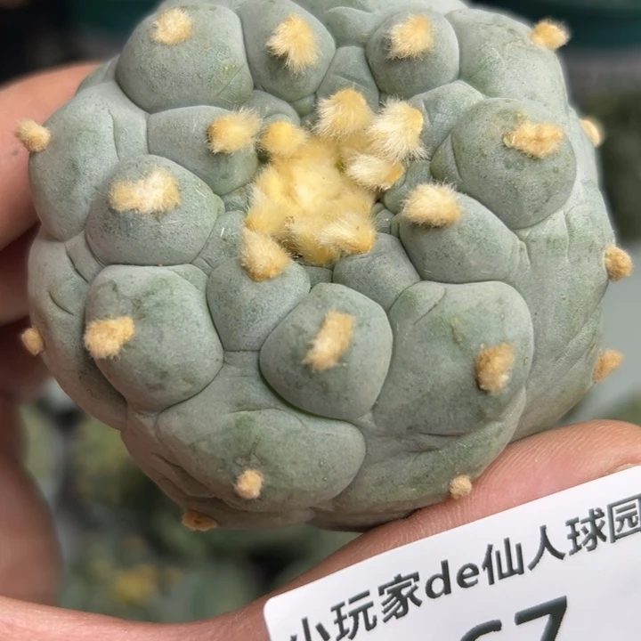 867可节后发货 可帮发根
