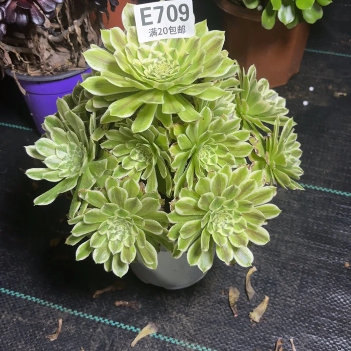 春*瑞妈一物一拍709