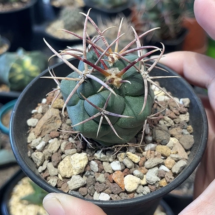 实生绯冠龙仙人球一颗