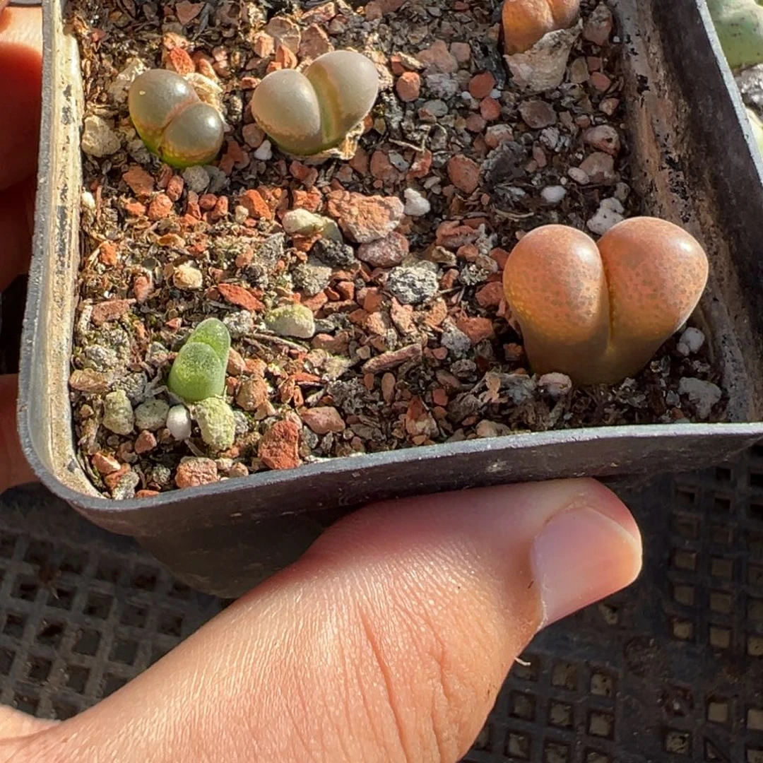 31-170肉锥多肉植物