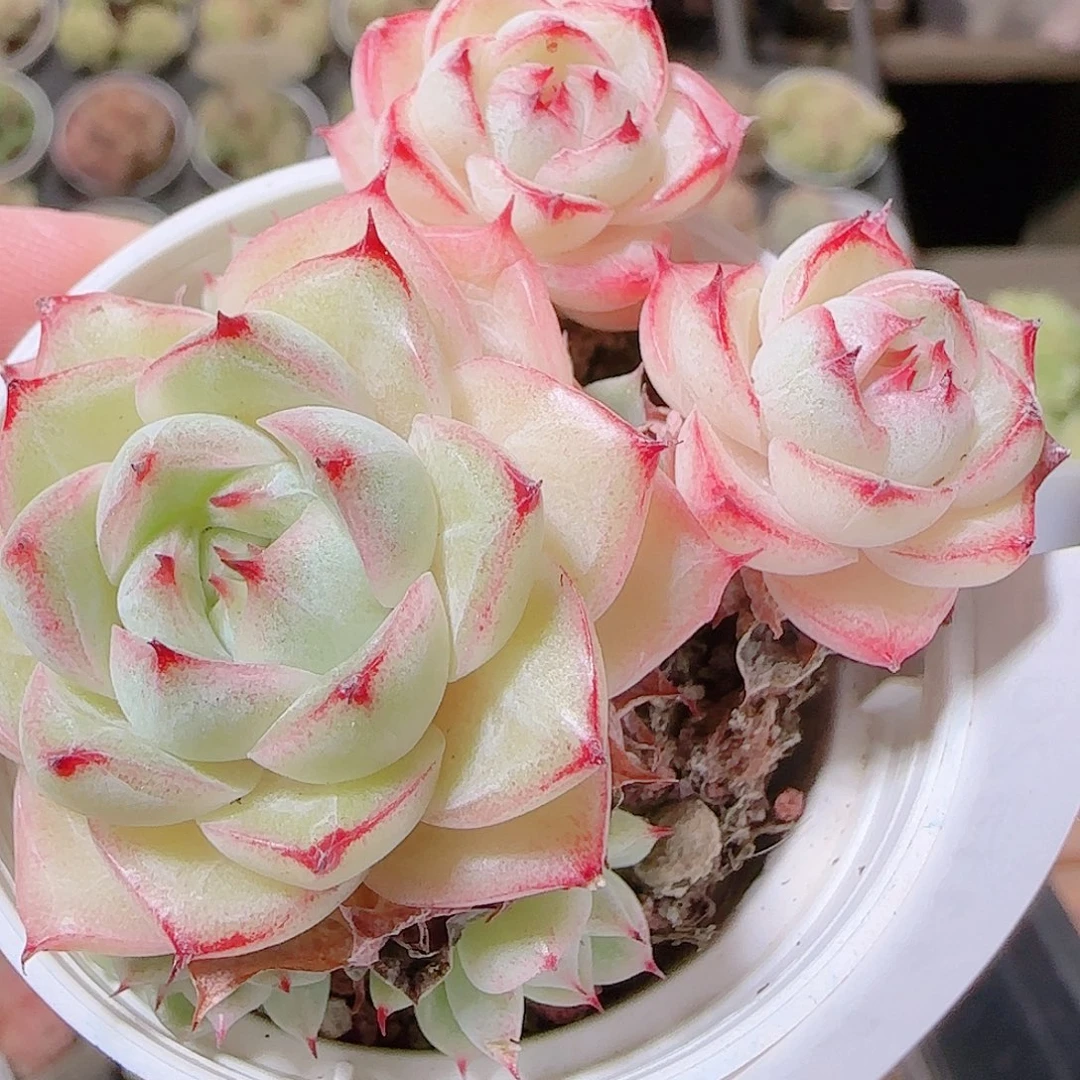 花语逸镜1120-264福利