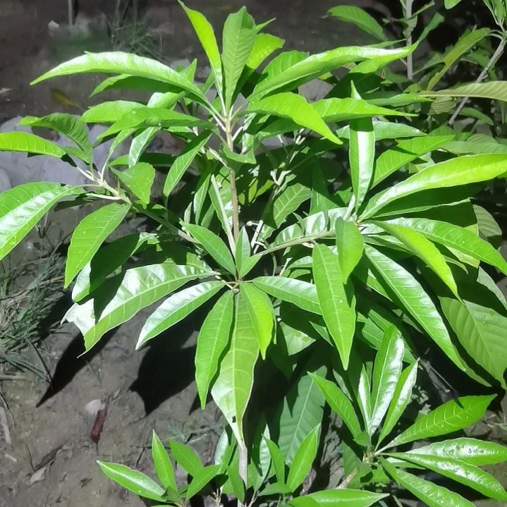 Q***Q当前无花栽培后可以开花