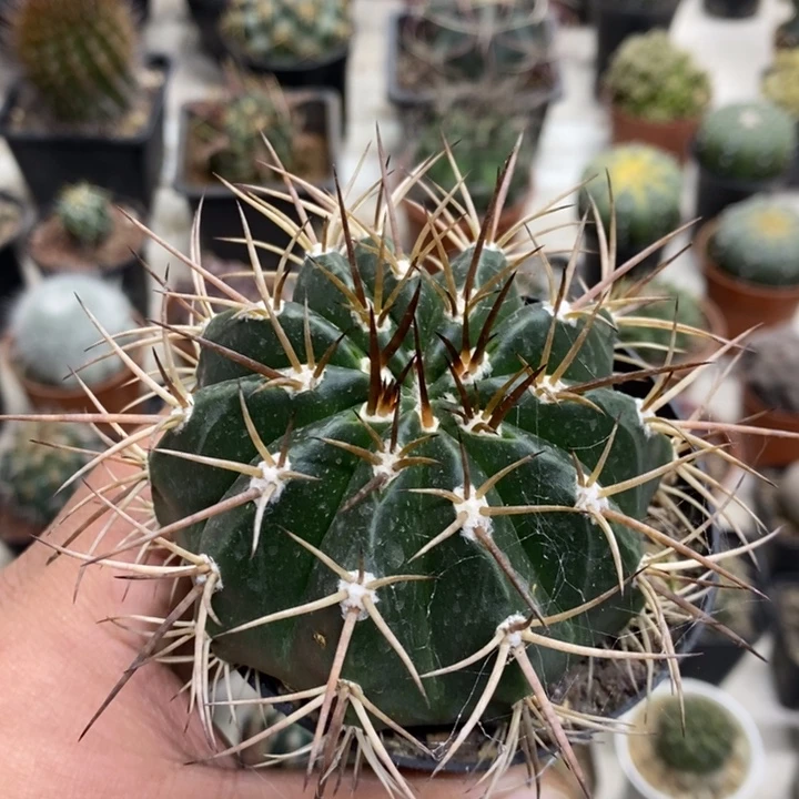 实生彩云特价福利