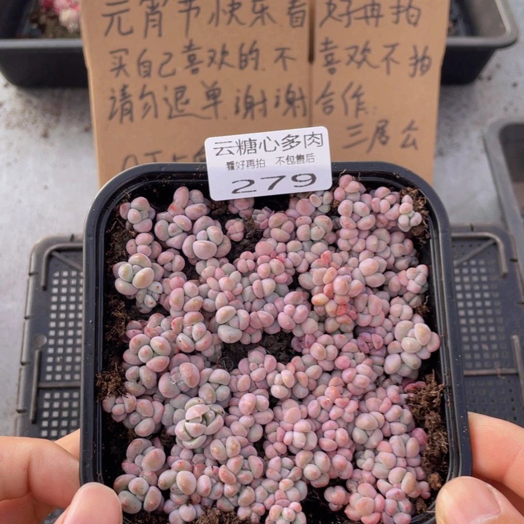 云糖心多肉植物279