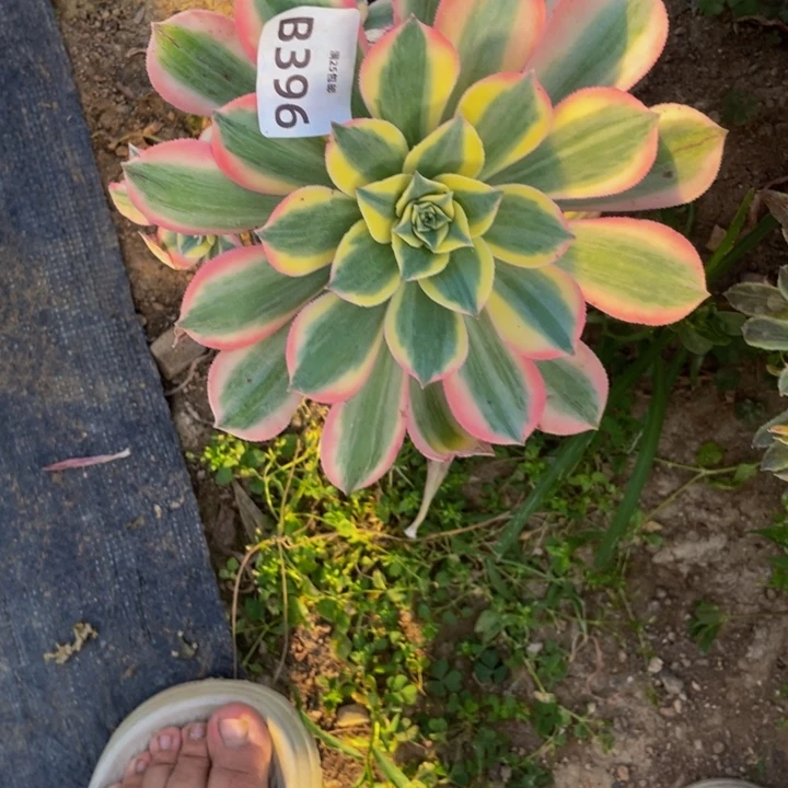 詩396灿烂会黑多肉植物