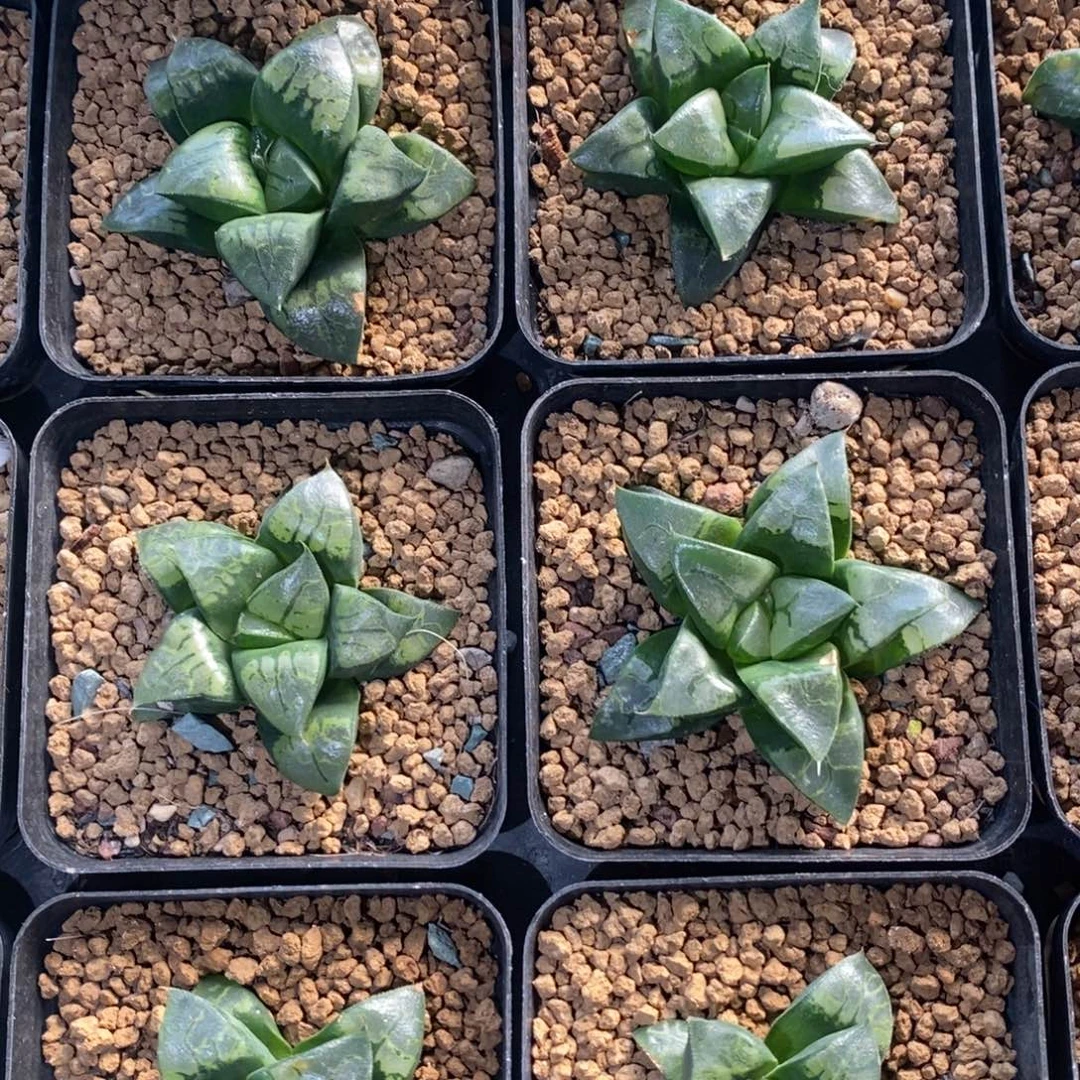 十二卷一颗假面实生 高货