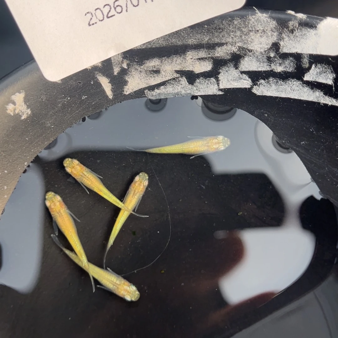 青鳉鱼246黄金百式五尾