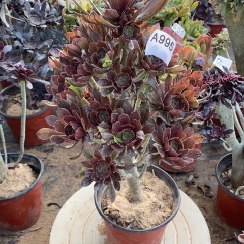 灰发捧花一物一拍