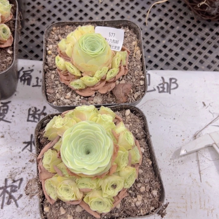 577 裸根不带土发货