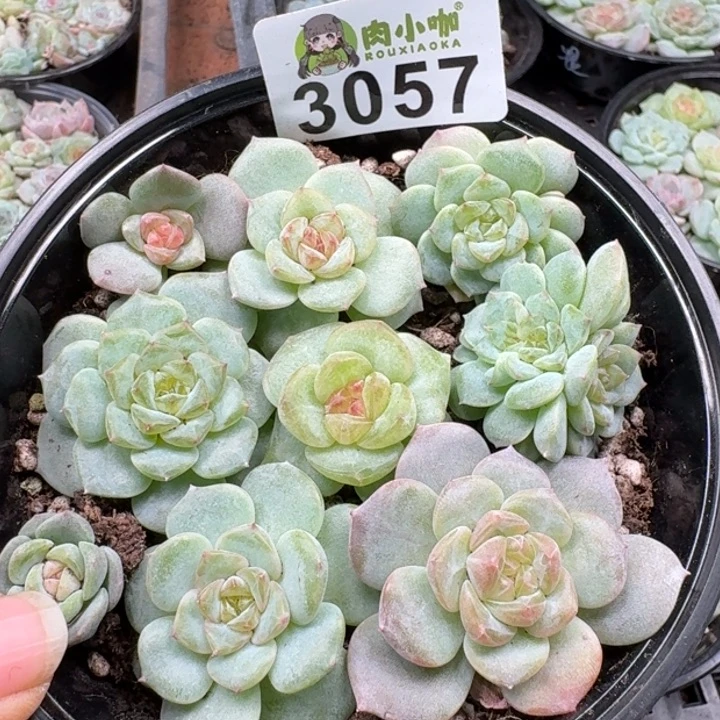 多肉植物多肉植物