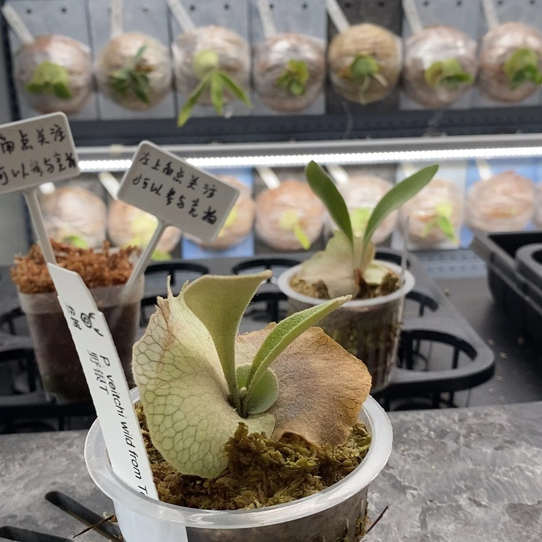 无花朵鹿角蕨野银