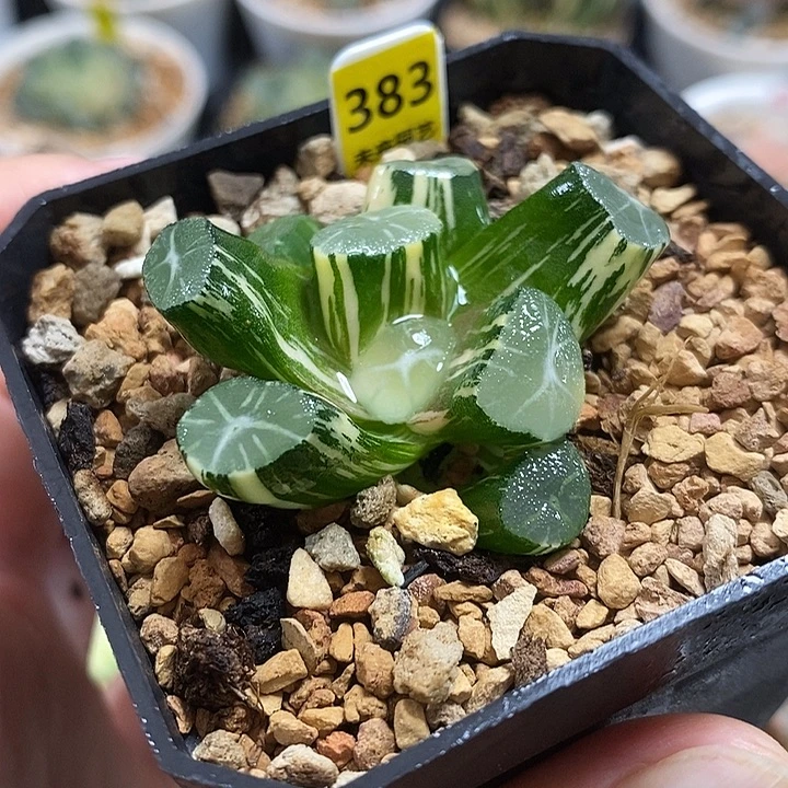 383玉龙万象锦一物一拍