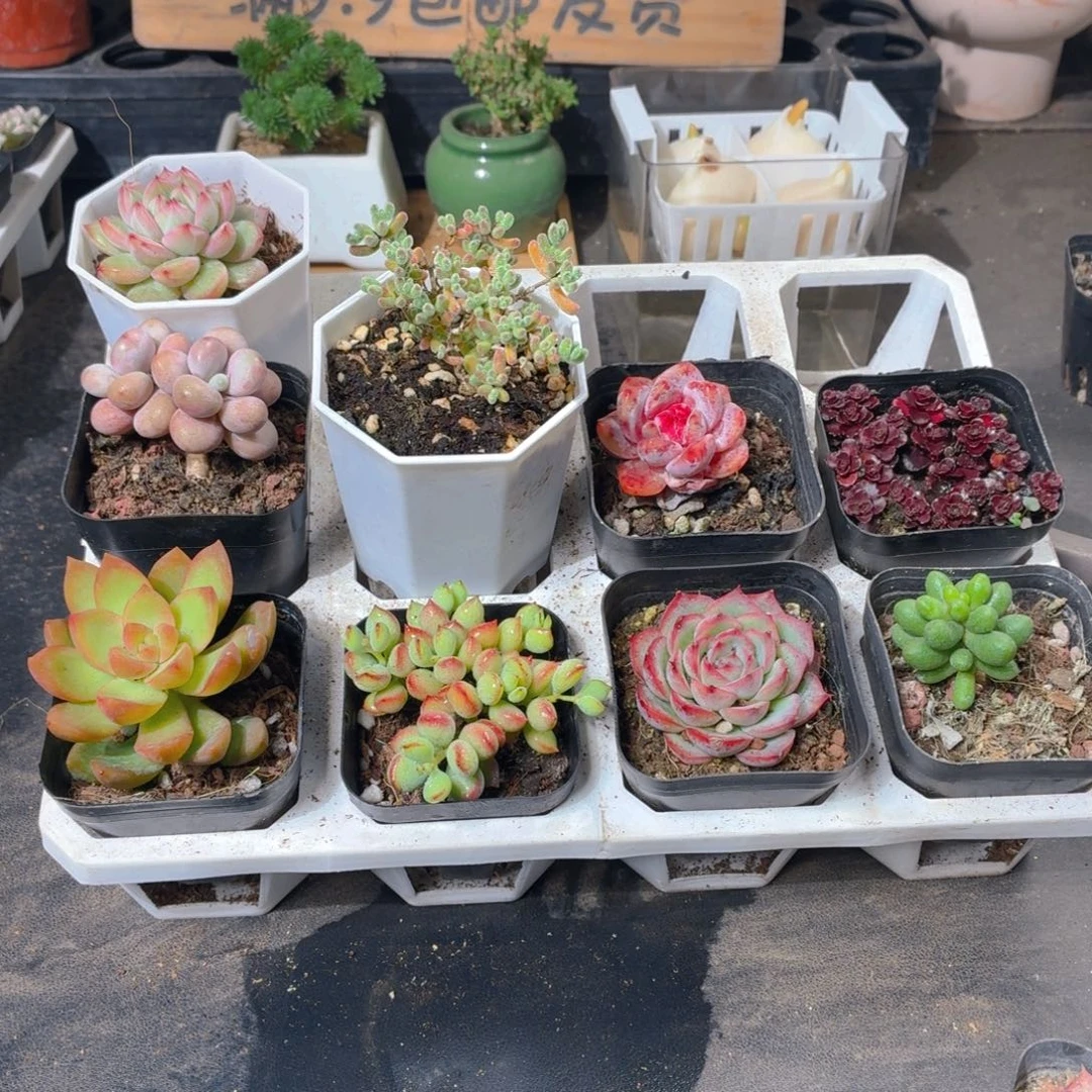 雪花珍妮➕桃蛋➕黄丽➕彩色冰晶➕达摩➕糖心➕侧影➕小球玫瑰➕绿龟卵