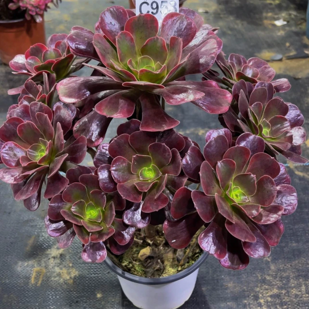 【闪购商品】95300紫皇后