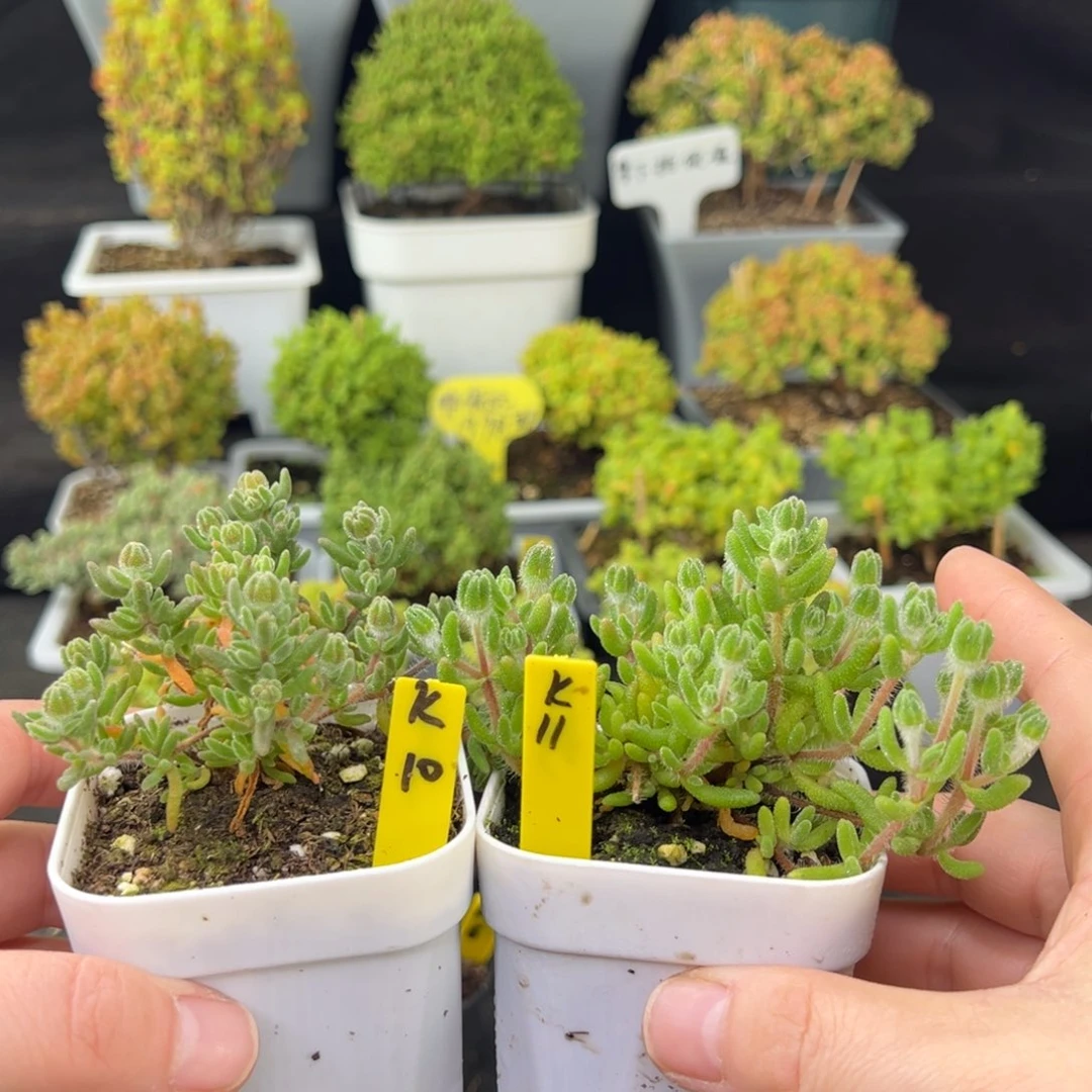 柠**?狐尾带盆带土发货