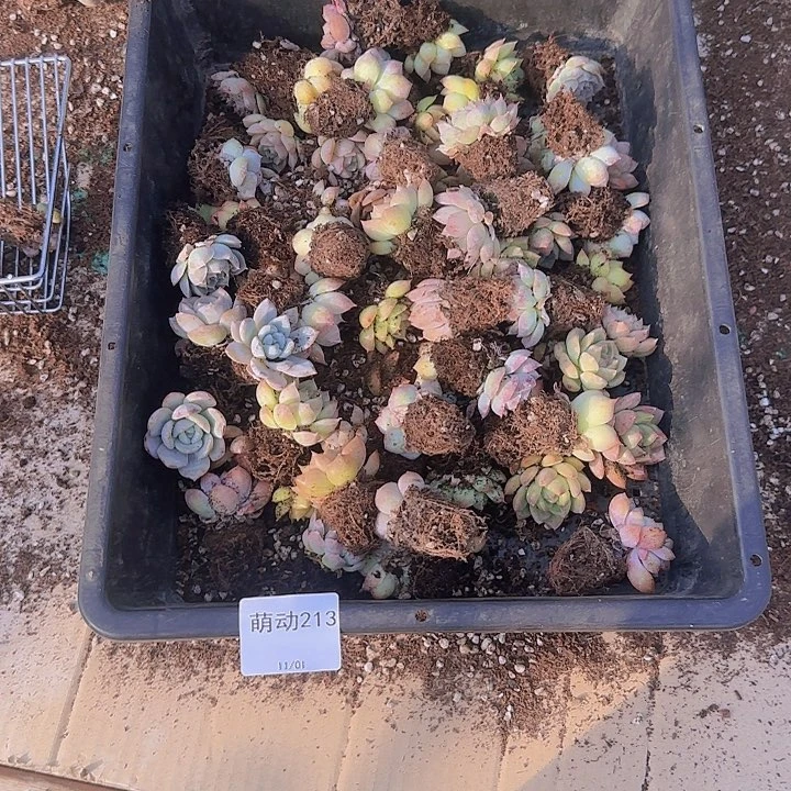 直播一物一拍多肉213