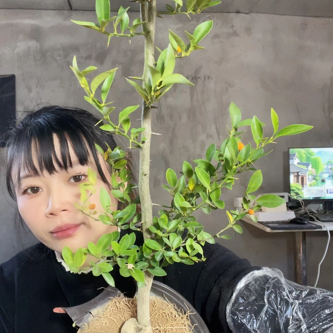 完全开放S***✨栀子花香