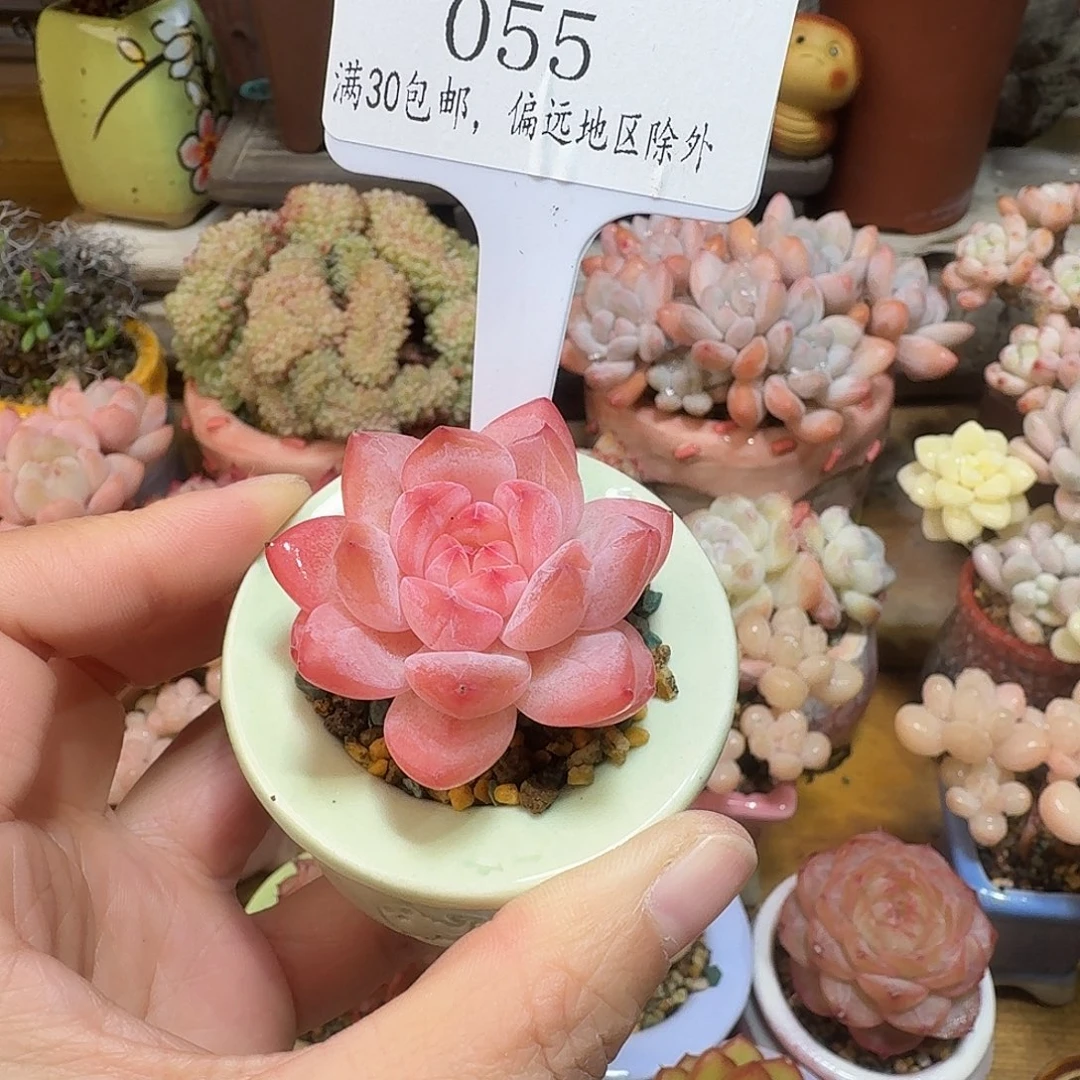 055 多肉含盆土 30元包邮除偏远
