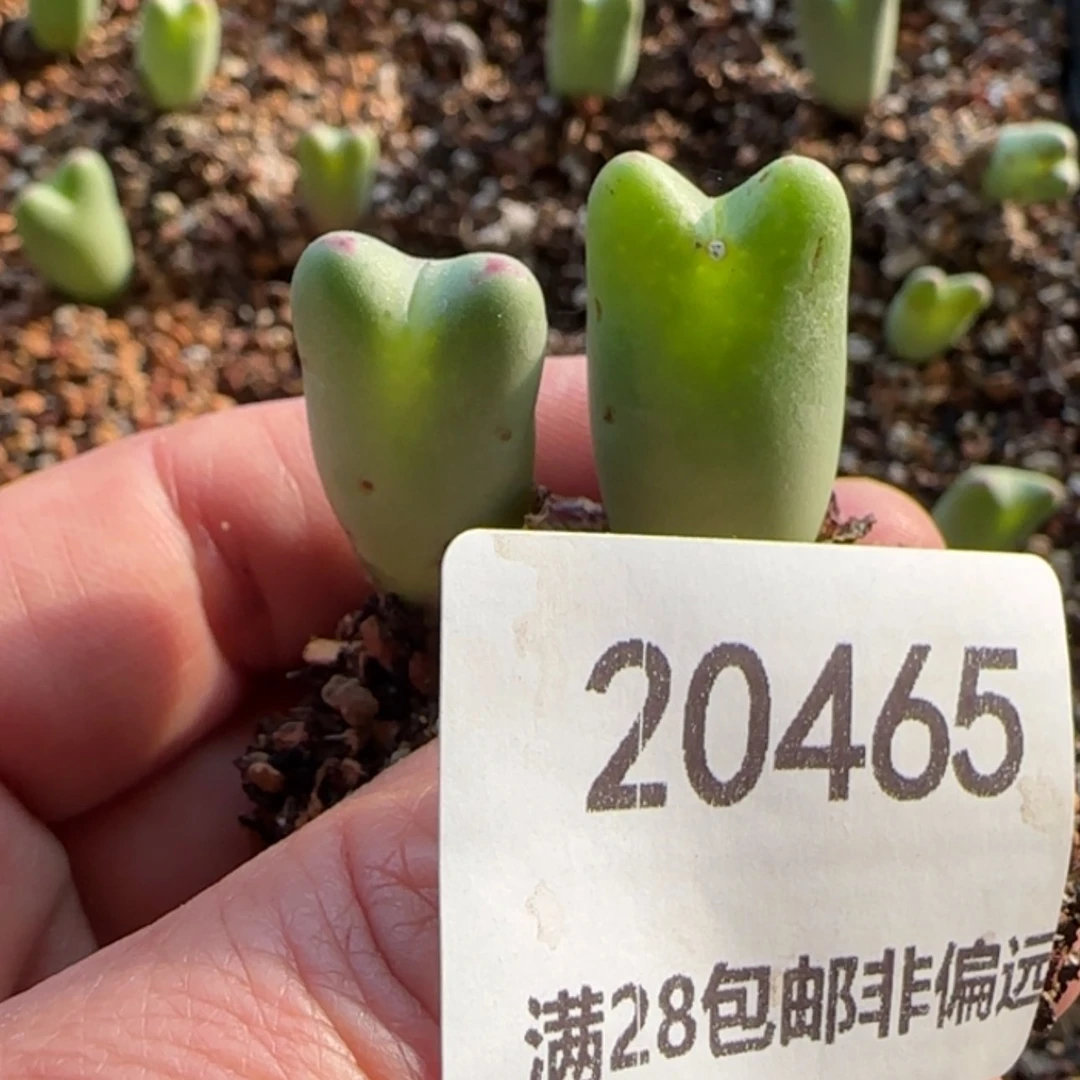 【闪购商品】?****?20465