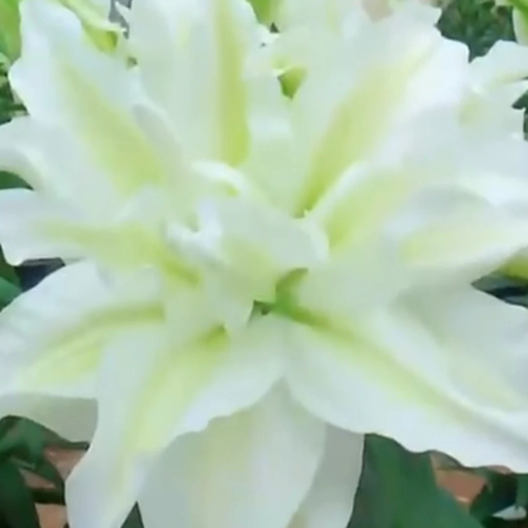 1个艾莎（27/29）家庭园艺花球