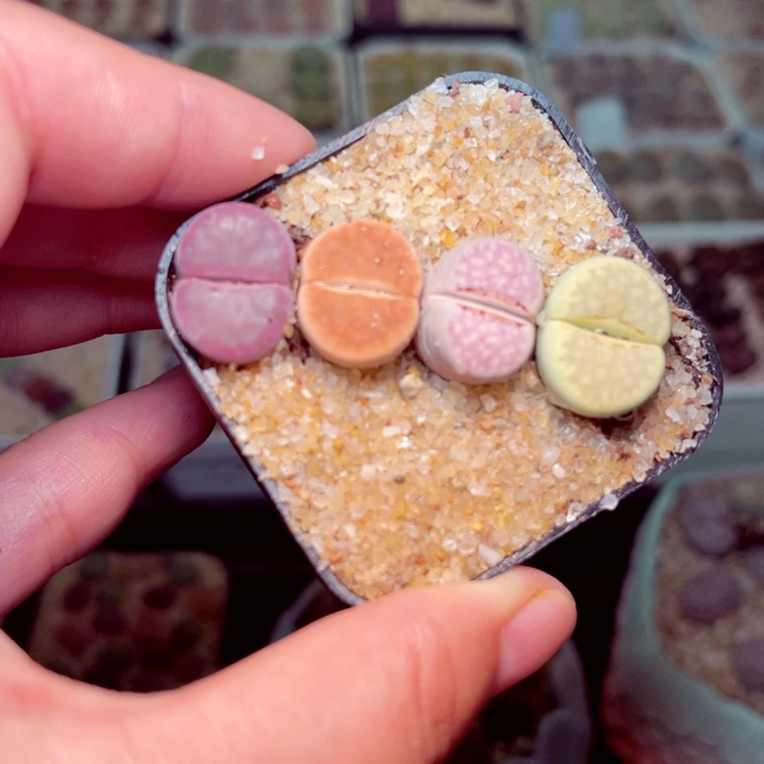 63号带盆包邮发货