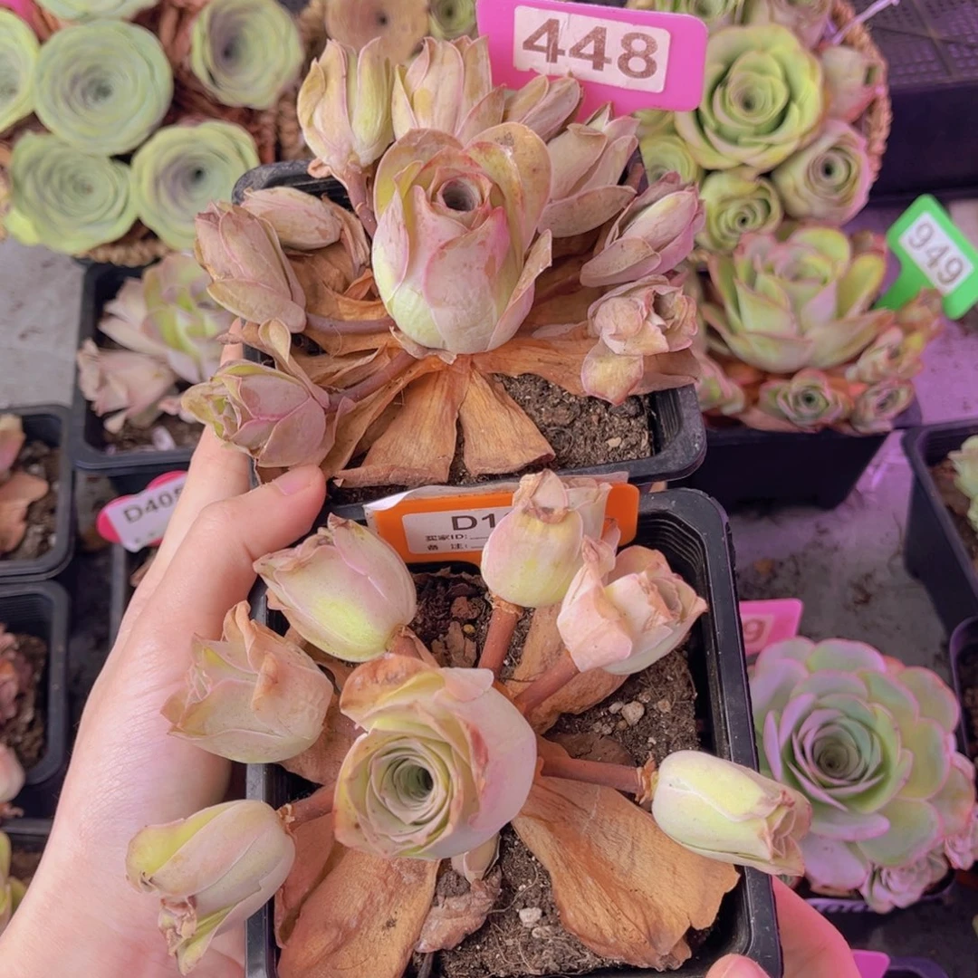 单品一物一拍448号（飘枝不售后）